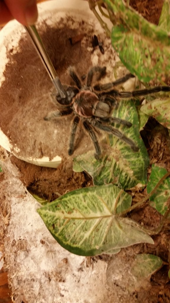 trying to remove shed cephalothorax