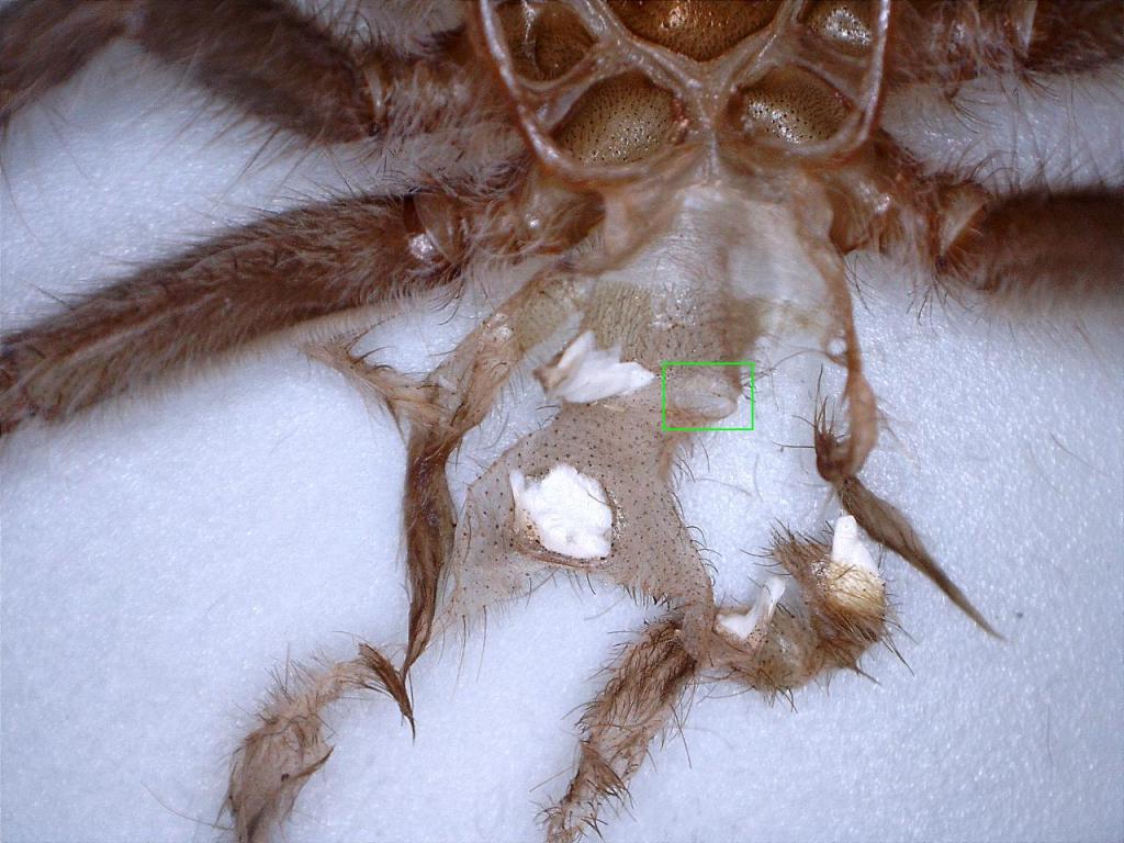 Two inch Lasiodora difficilis