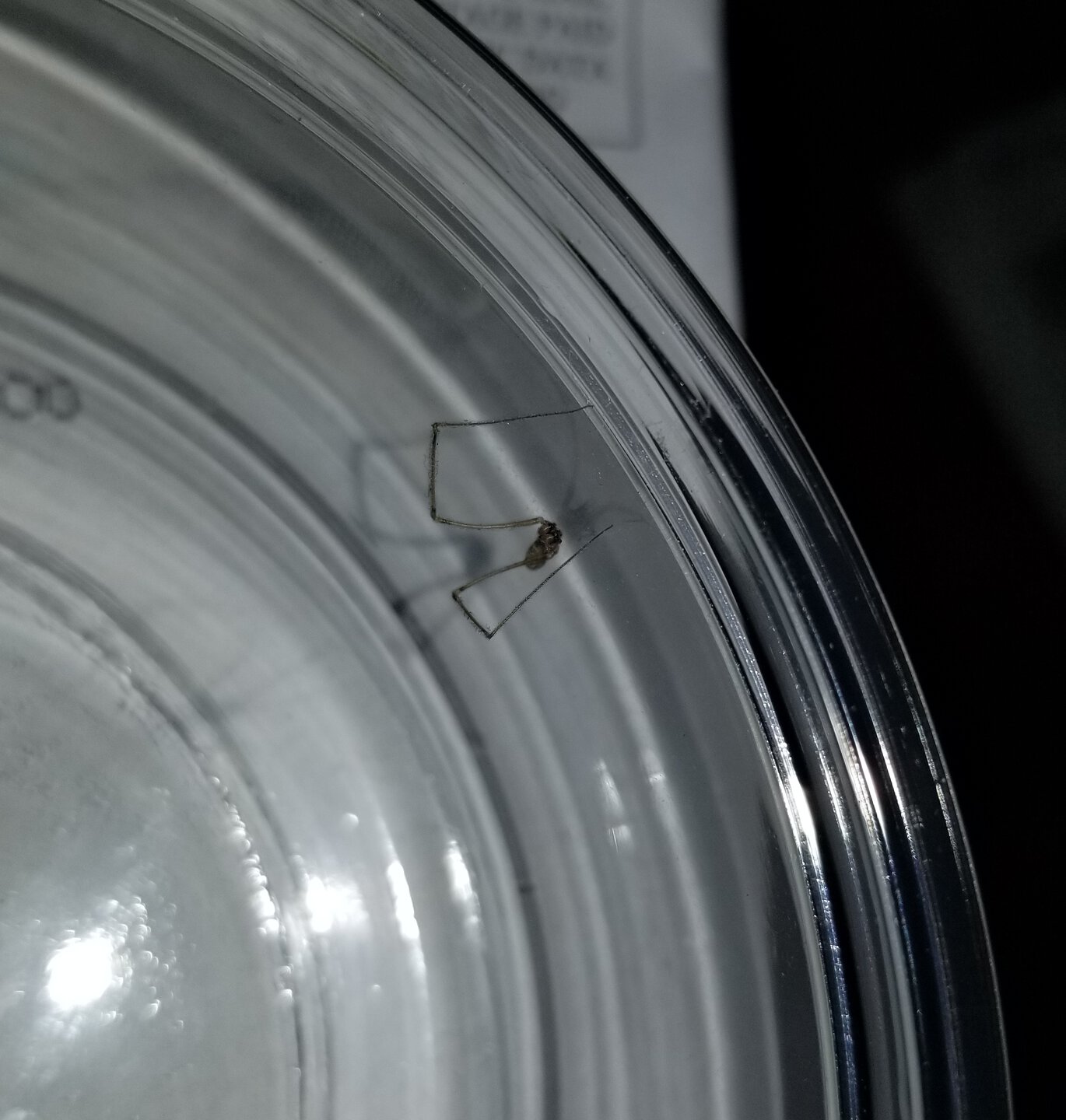 Two legged Pholcus phalangioides