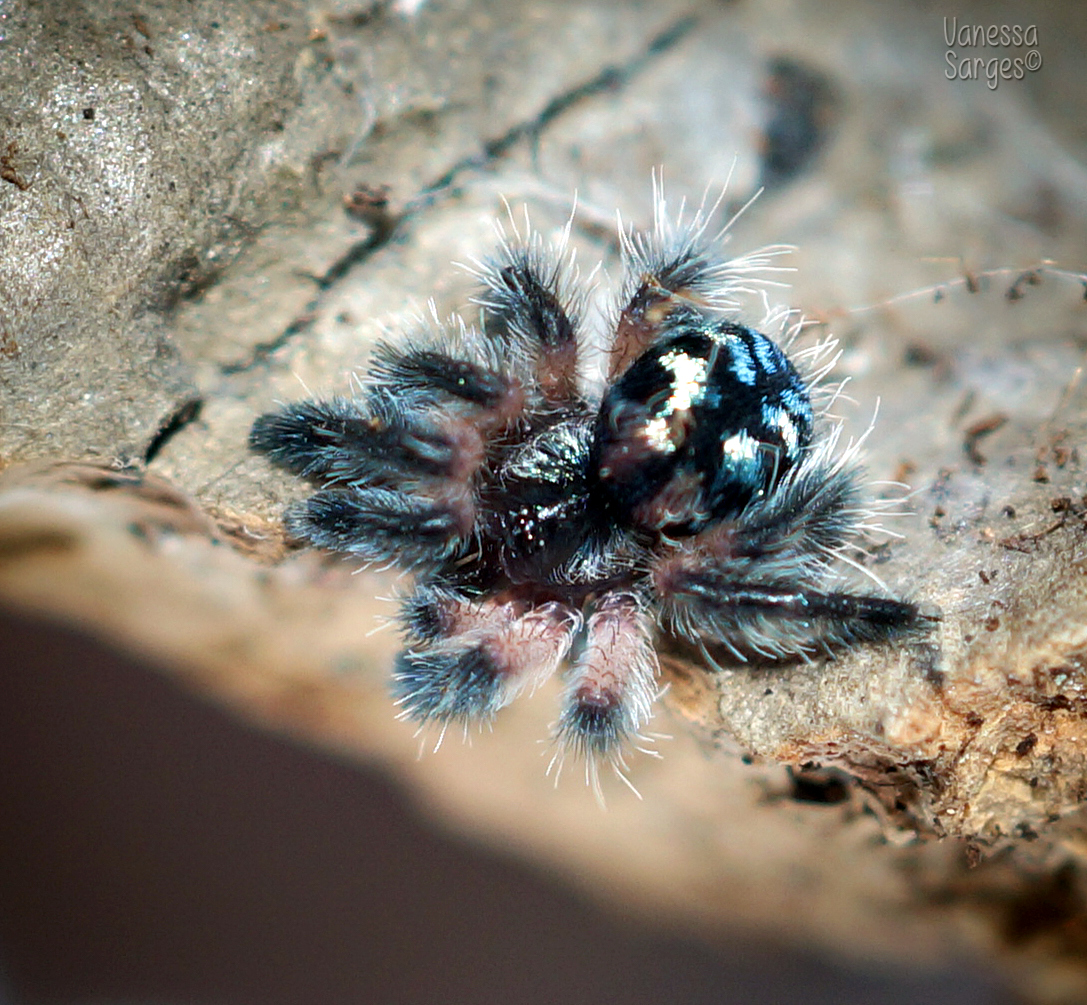 Typhochlaena seladonia TINY spiderling