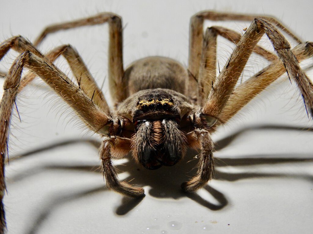 Typostola barbata (green-bellied huntsman)