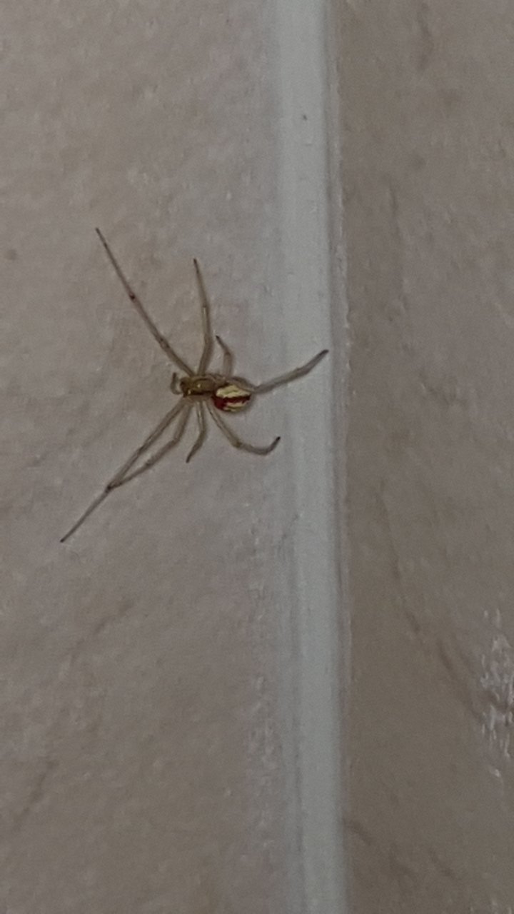 UK spider found in bathroom