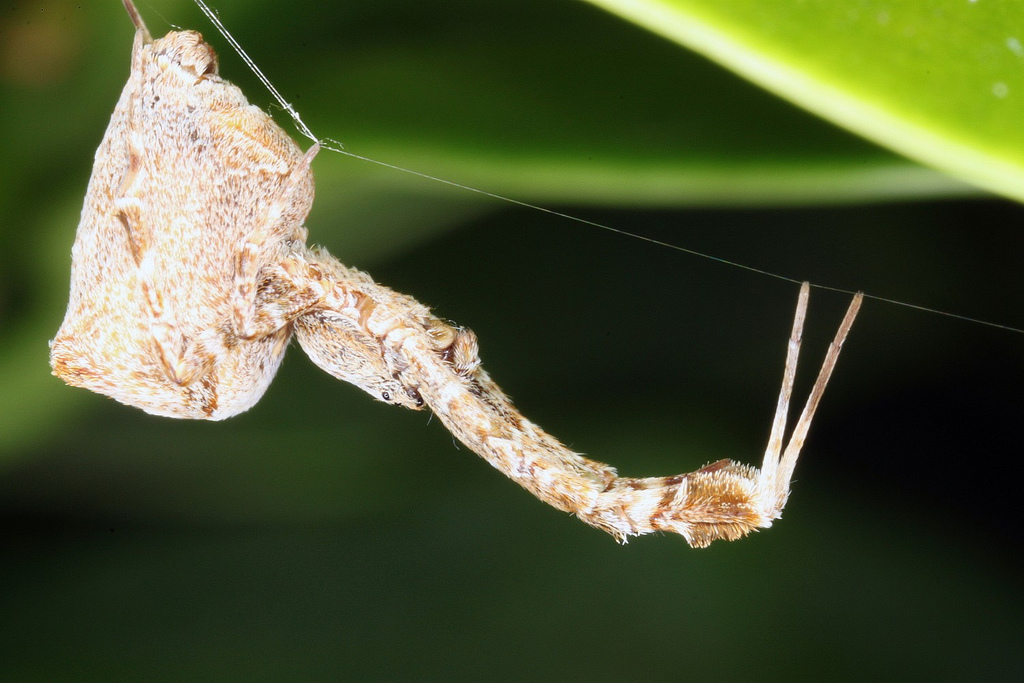 Uloborus plumipes