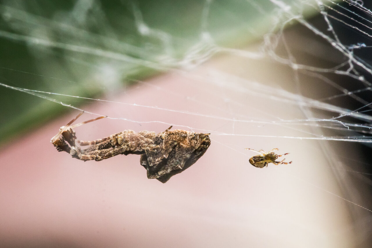 Uloborus plumipes