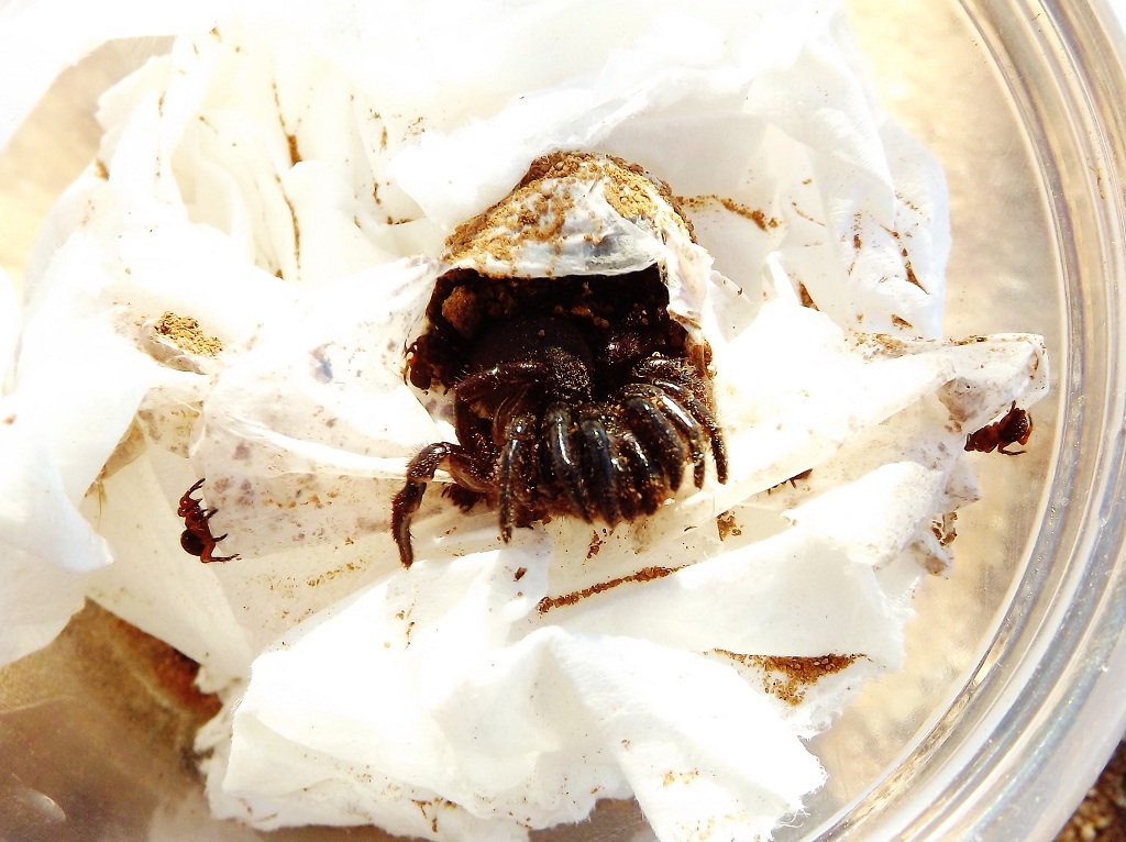 Ummidia sp. Black Trapdoor Spider