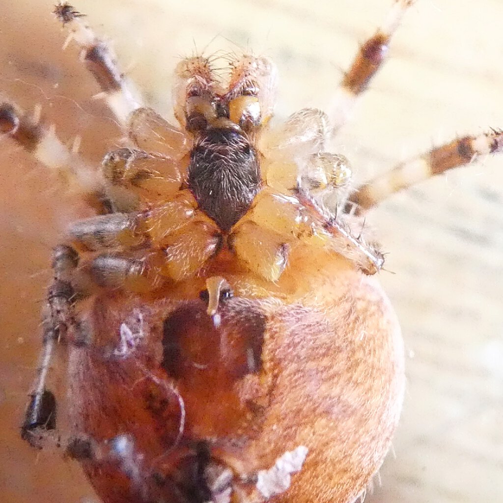 Underside of Araneus diadematus