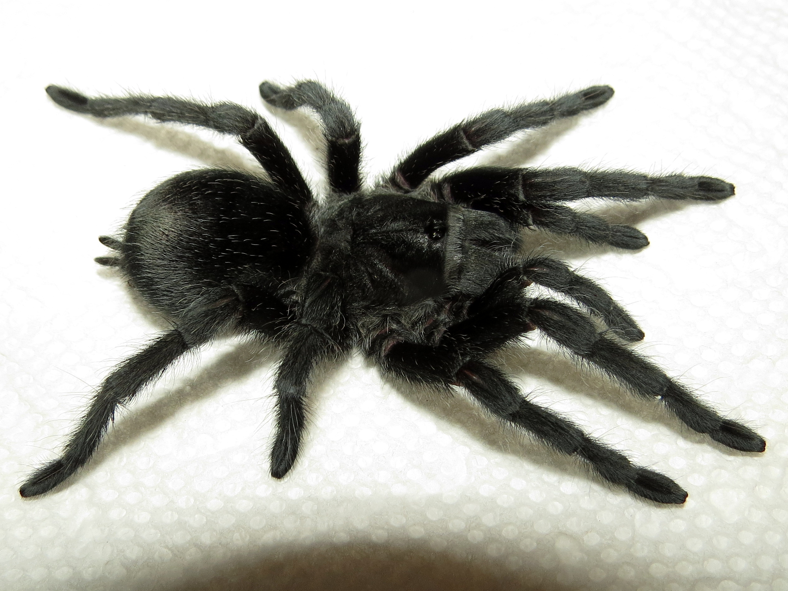 Ungoliant Bulldozer's Farewell (♀ Grammostola pulchra 4") [3/3]