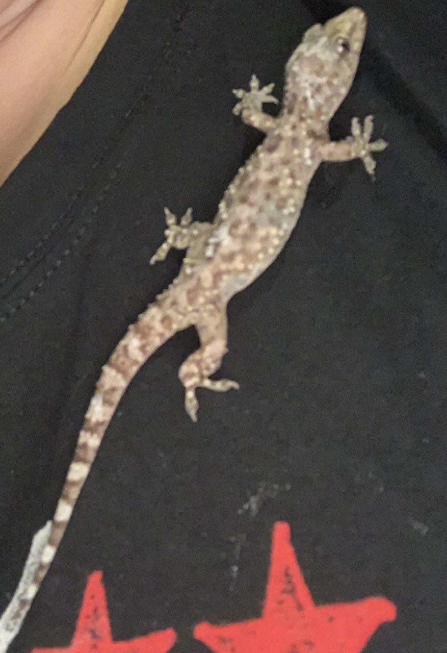 Unidentified gecko jumped on me.