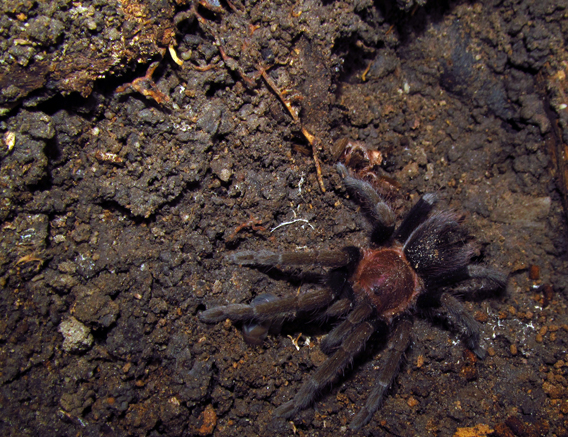 Unidentified Honduran Tarantula