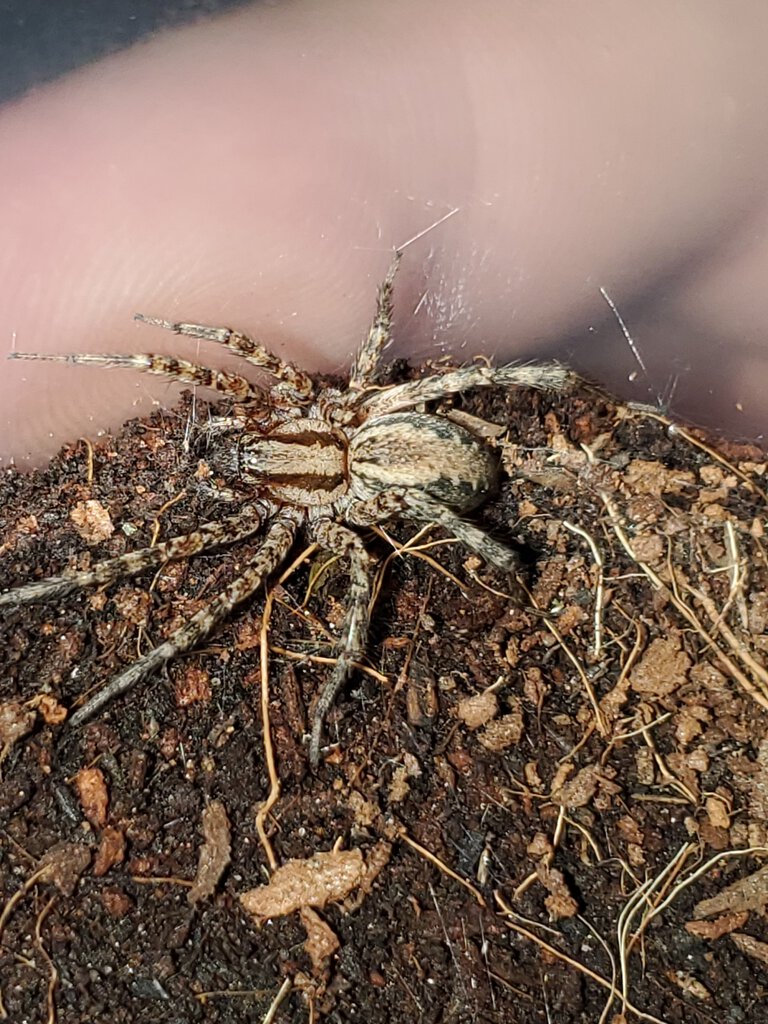 Unidentified house spider [1/2]