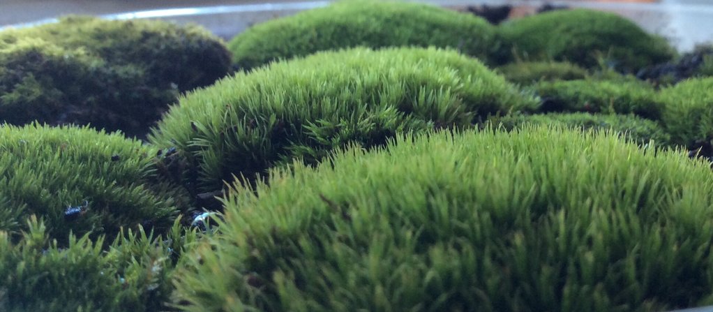 Unidentified moss
