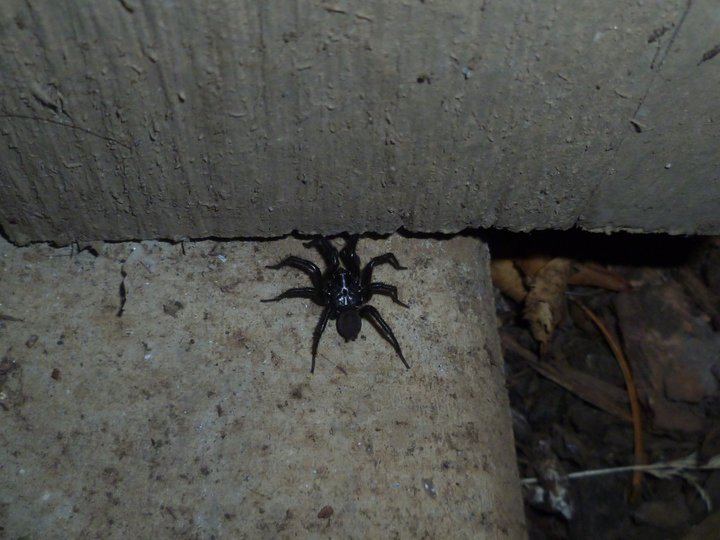 Unidentified Spider