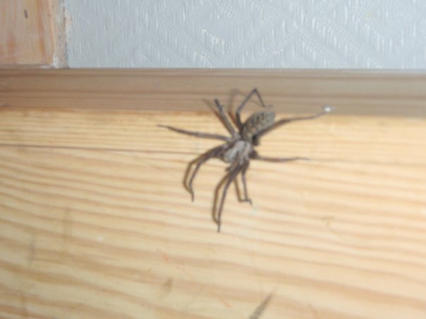 Unidentified Spider