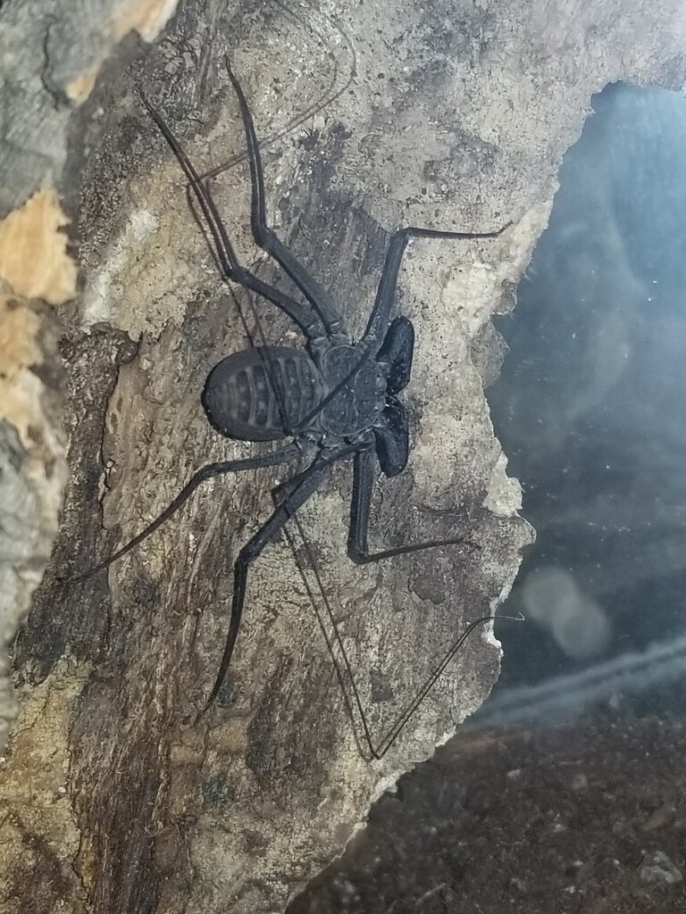 Unidentified Tailless Whip Scorpion