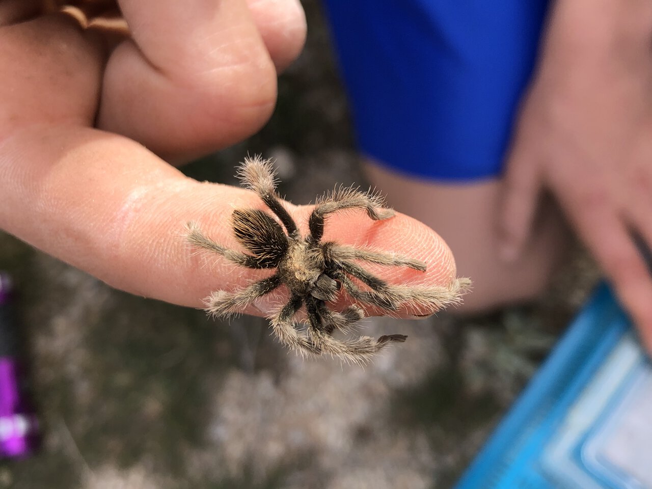 Unidentified tarantula near Phoenix, AZ