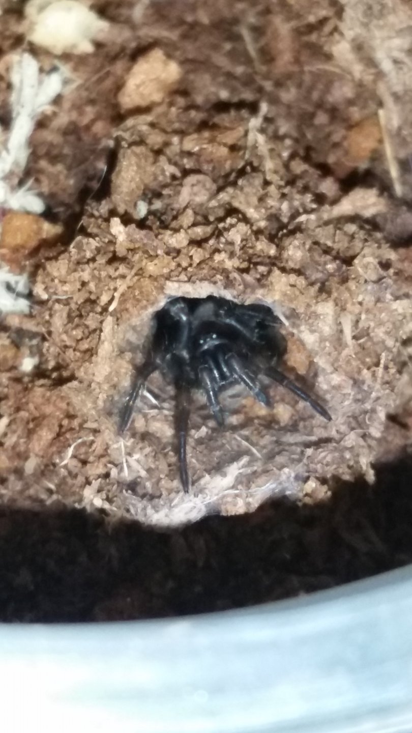 Unidentified Trapdoor sling in burrow