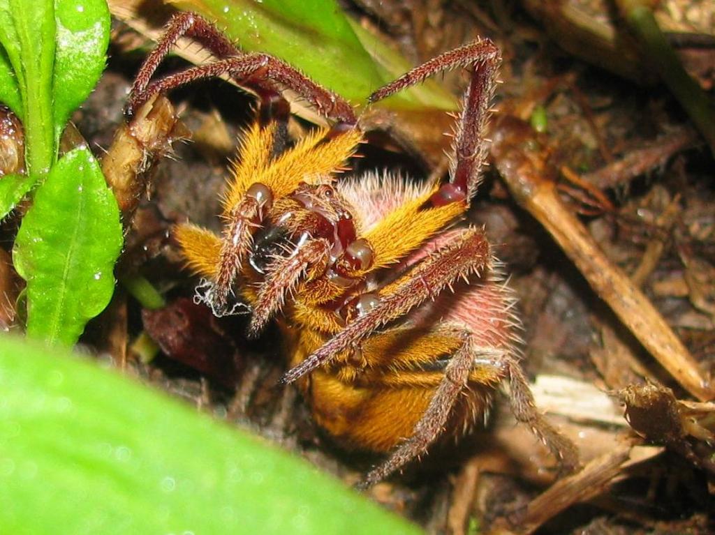 Unidentified Yellow &amp; White Arboreal Spider-1