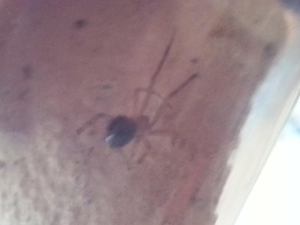 unknow house spider im thinking american common hpuse spider