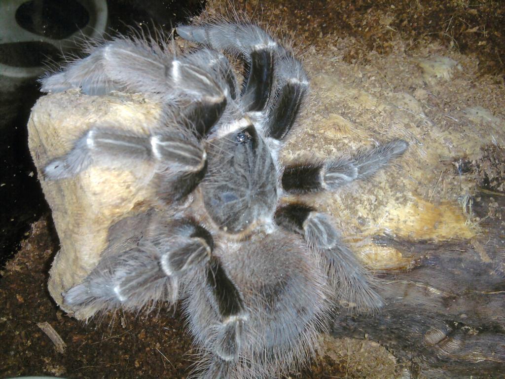 Unknown Acanthoscurria Sp.