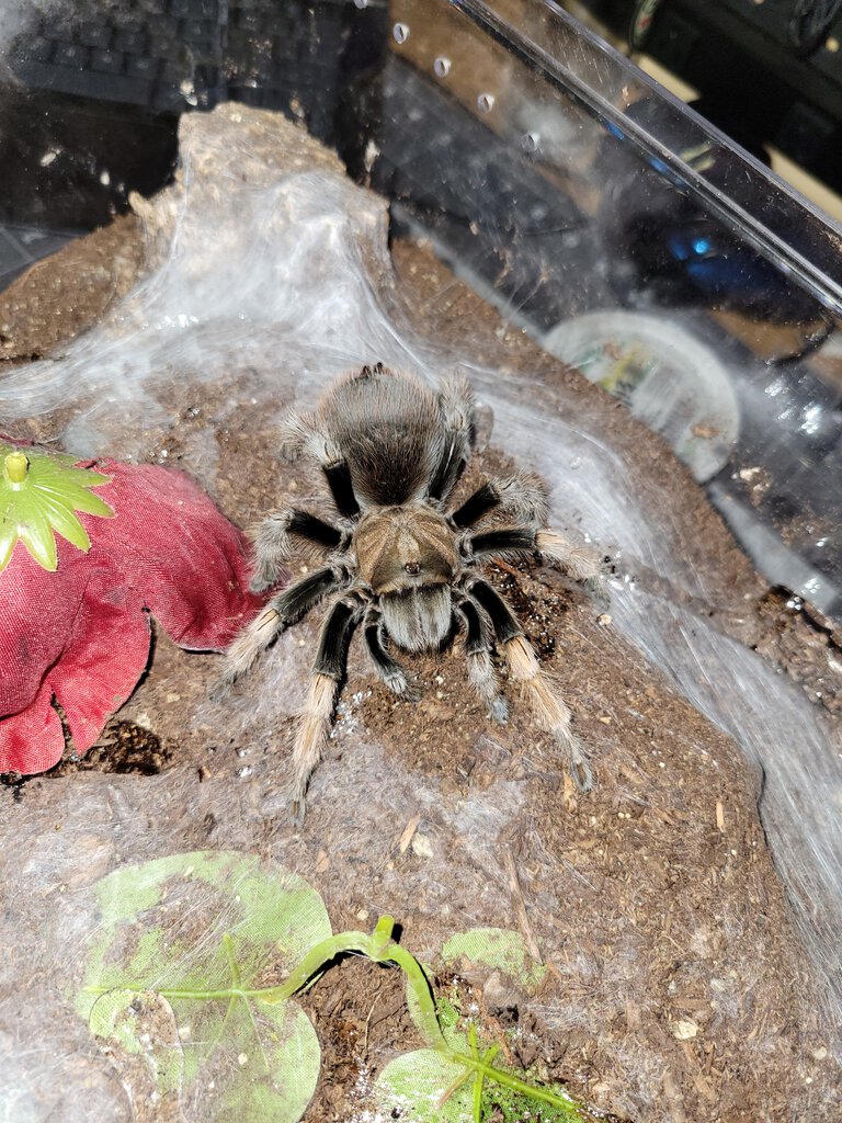 Unknown Aphonopelma spp.