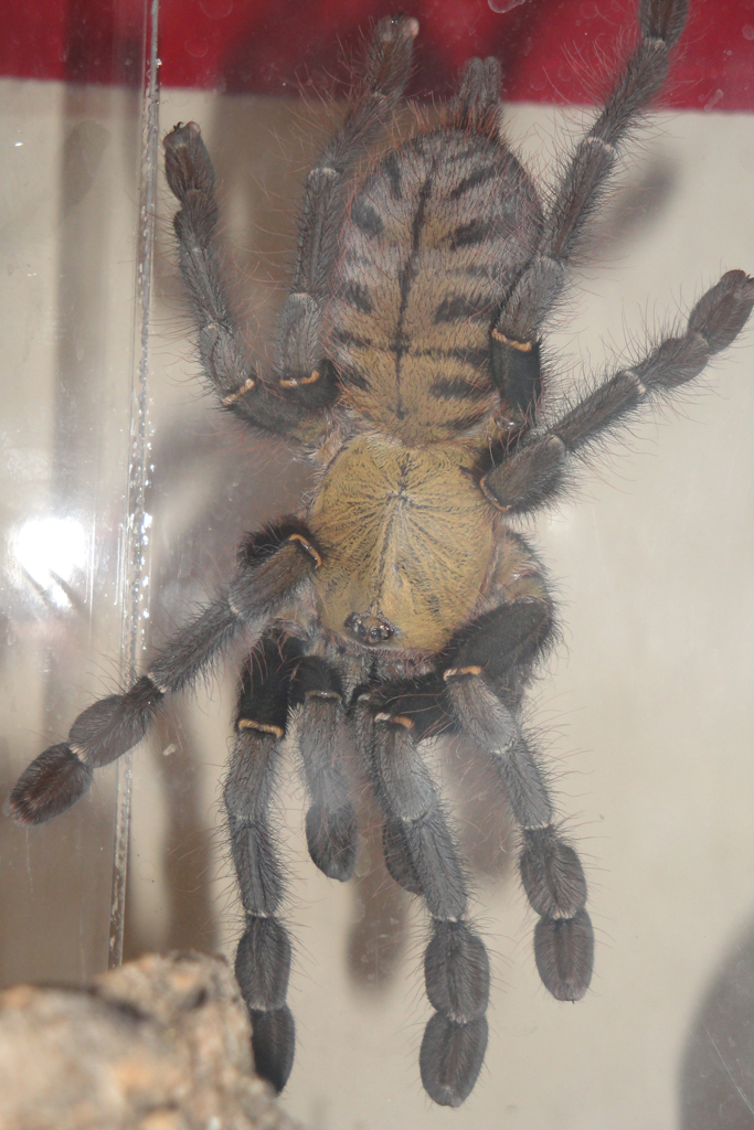 Unknown Asian Tarantula - Haplopelma ?