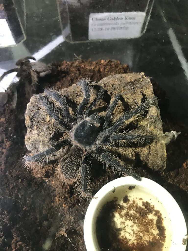 Unknown Birdeater