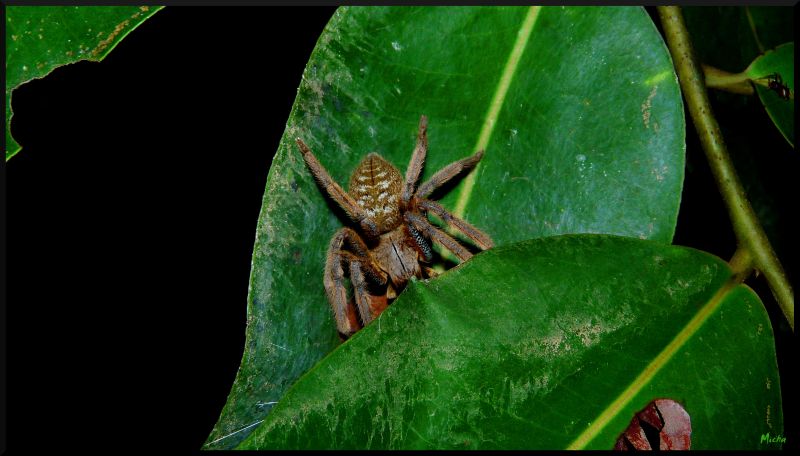 Unknown Bornean Spider