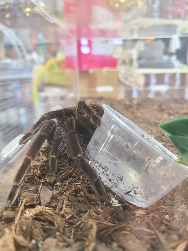 Unknown brown T surrendered to local pet store