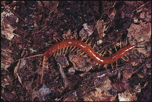 Unknown Centipede