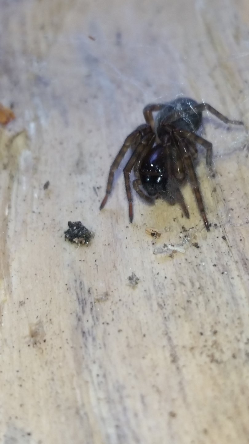 Unknown Danish Spider
