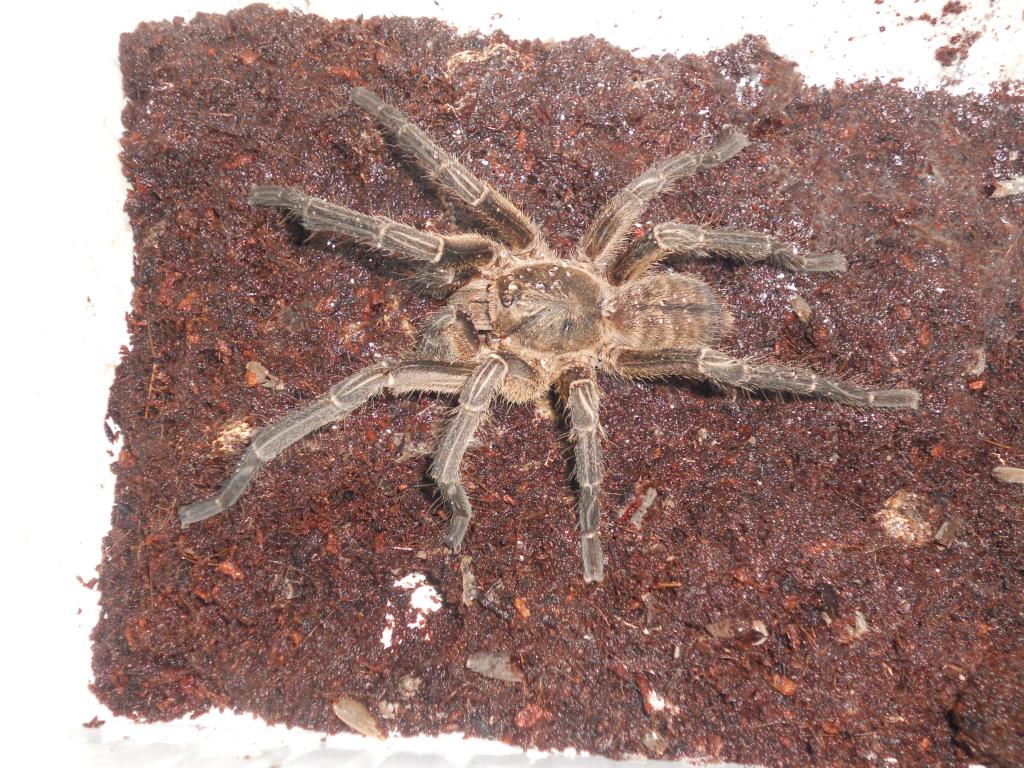 Unknown Haplopelma Male