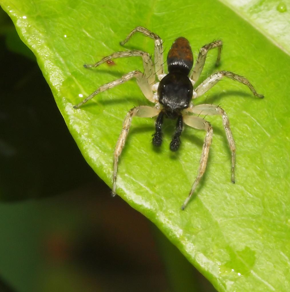 unknown jumper