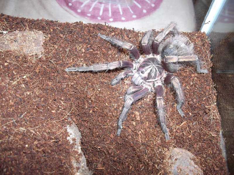 Unknown Mature Male Pamphobeteus