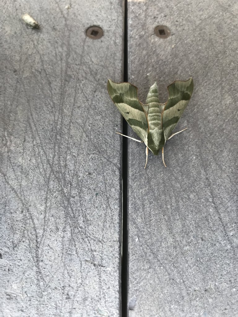 Unknown moth species Flesherton Ontario