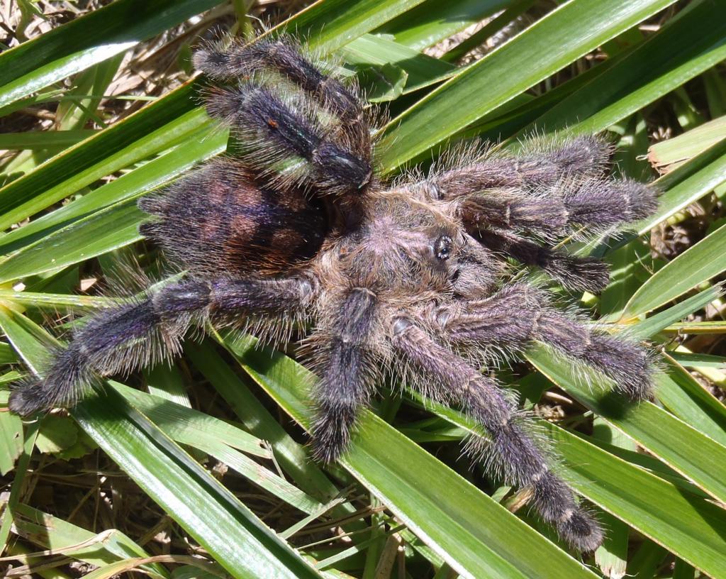 Unknown Peruvian Avicularia Ssp.