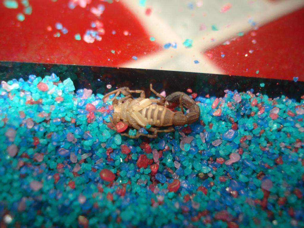Unknown Scorpion. Help!