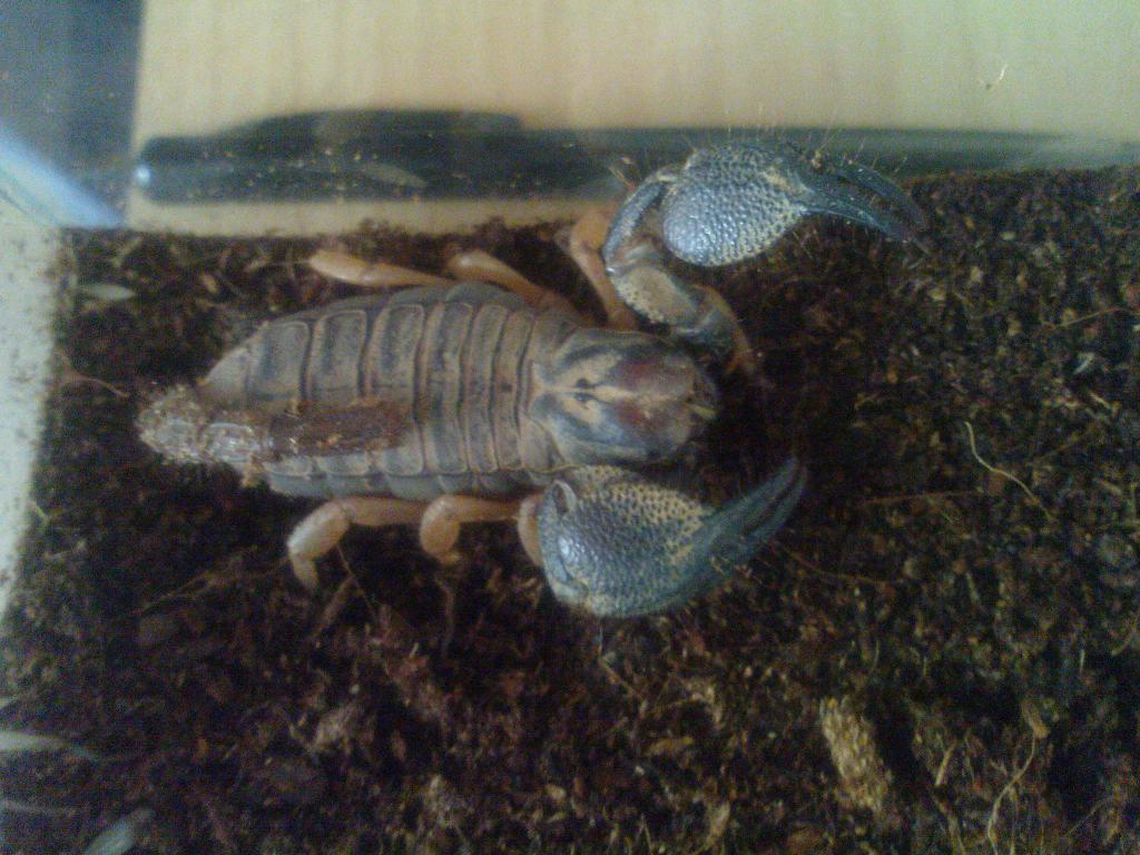 Unknown  Scorpion