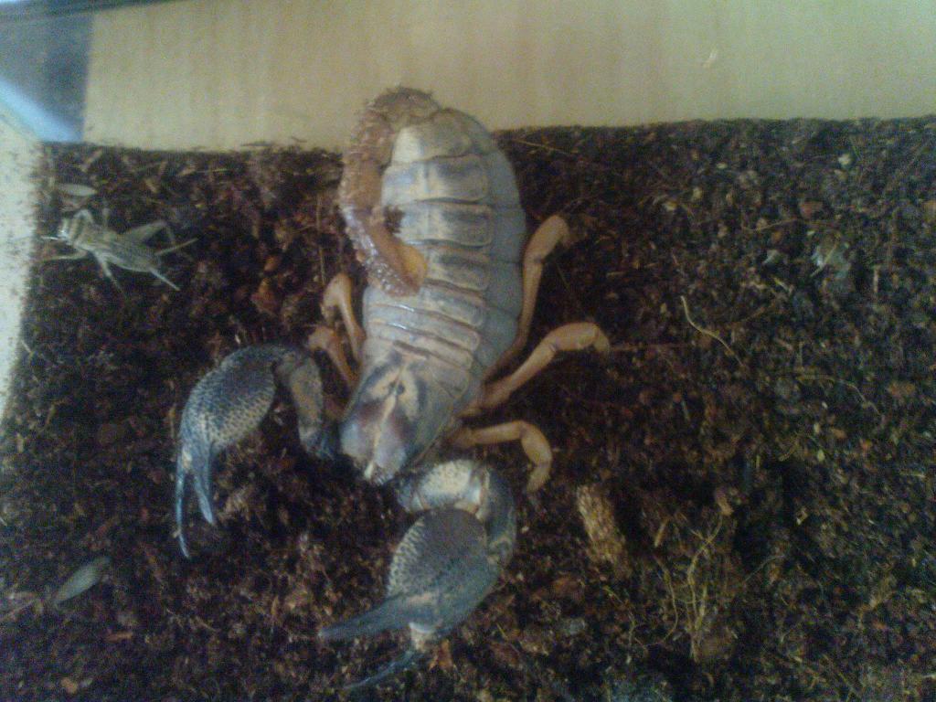 Unknown  Scorpion