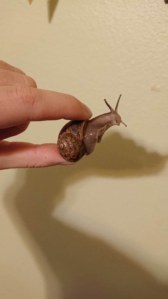 Unknown snail