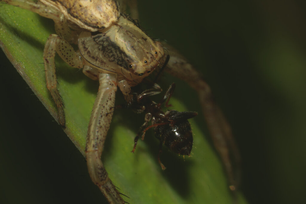 Unknown Spider eating an ant #2