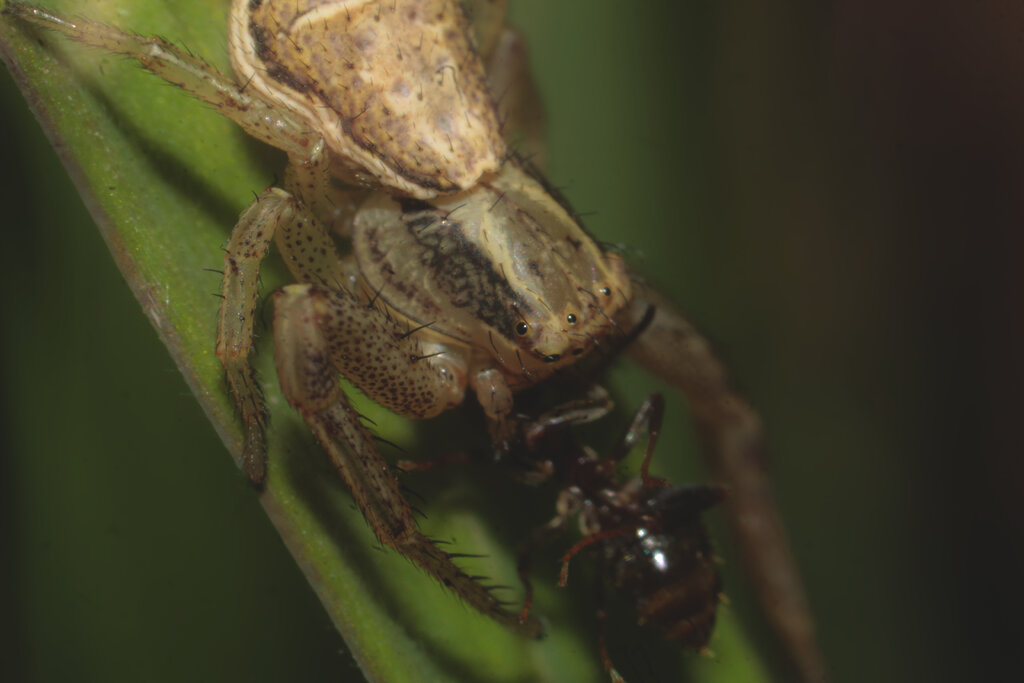 Unknown Spider eating an ant #3