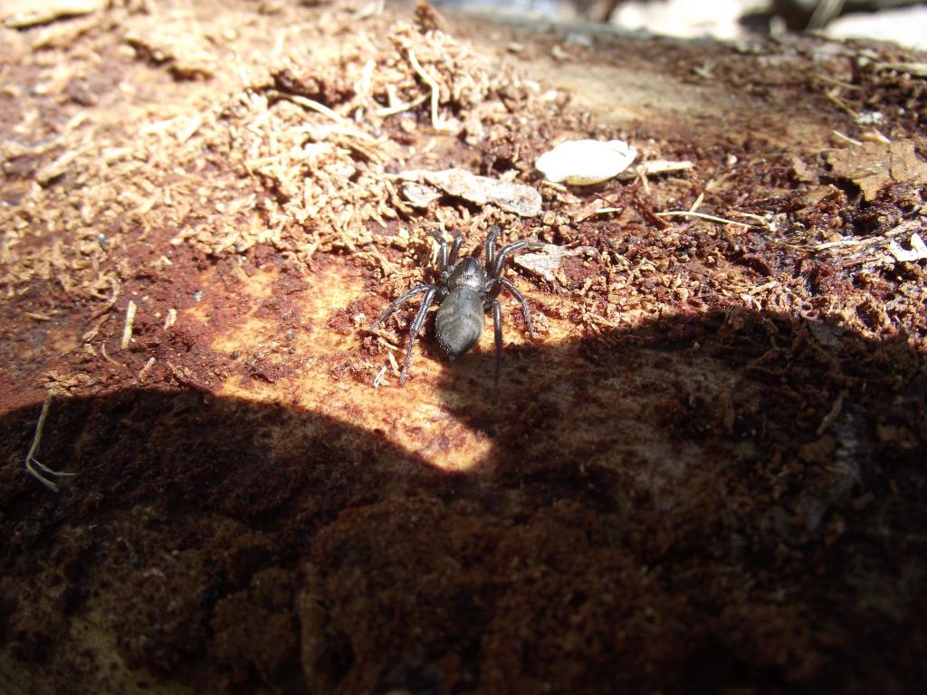 Unknown spider found under tree bark