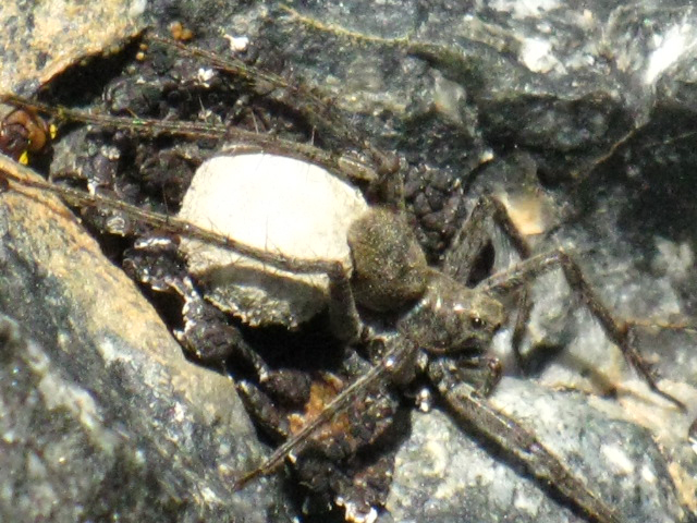 Unknown Spider, Sierra Nevada, 11,100 Feet