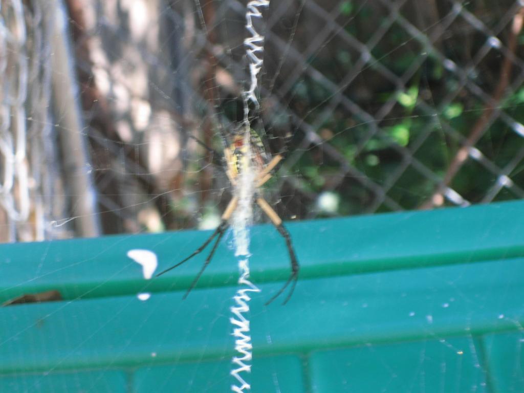 Unknown Spider Underside