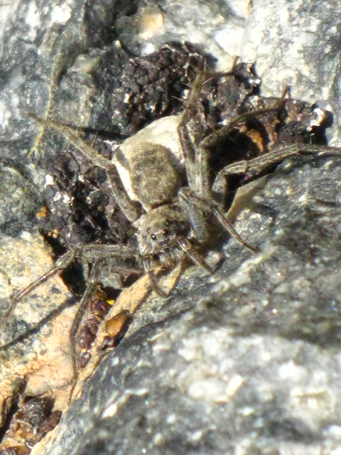 Unknown Spider, View Ii, Sierra Nevada, 11,100 Feet