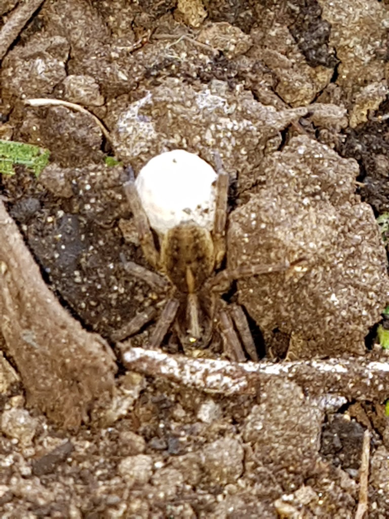 Unknown spider