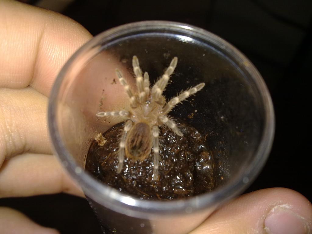 Unknown Tar. Please, Can You Identify This Tarantula?