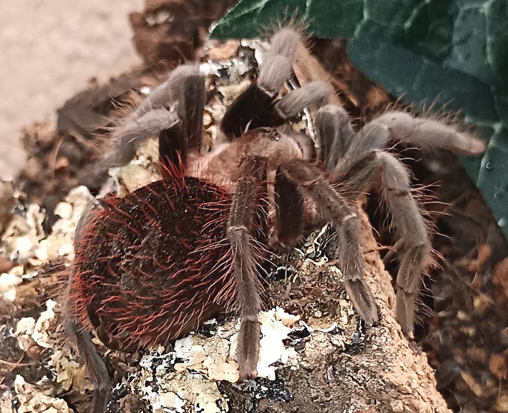 Unknown tarantula at Petco, Northern California Arachnoboards
