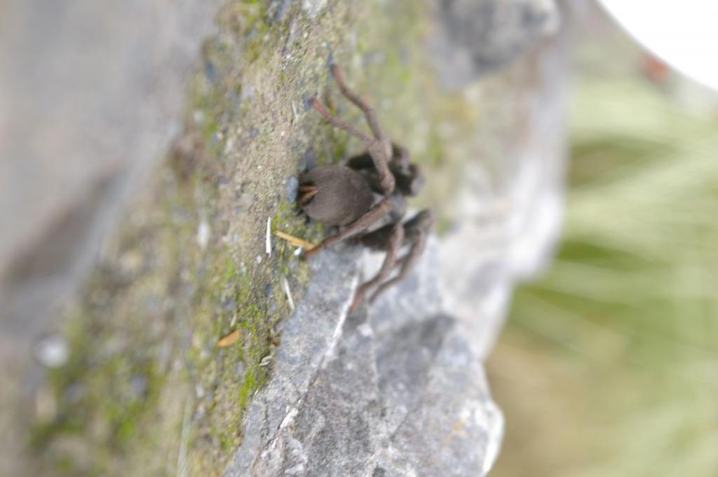 Unknown tarantula  from the rear