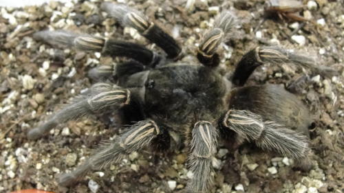 Unknown Tarantula Haplopelma?